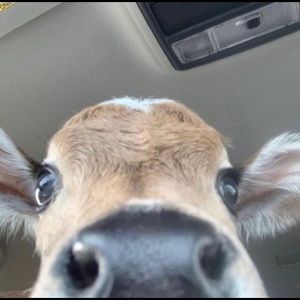 Meet your Posher, Bea